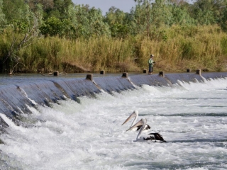 Pelicans fish in front of Ivanhoe crossing as a boy fishes