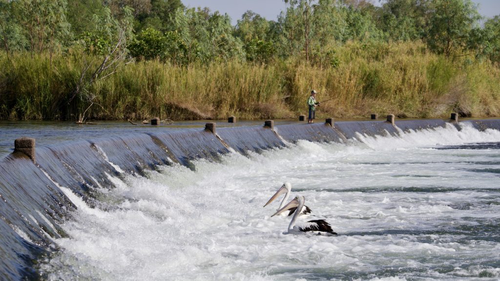 Pelicans fish in front of Ivanhoe crossing as a boy fishes