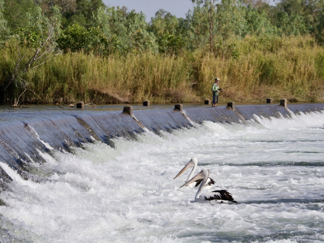 Pelicans fish in front of Ivanhoe crossing as a boy fishes