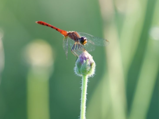 A dragonfly rests on a flower in bloom