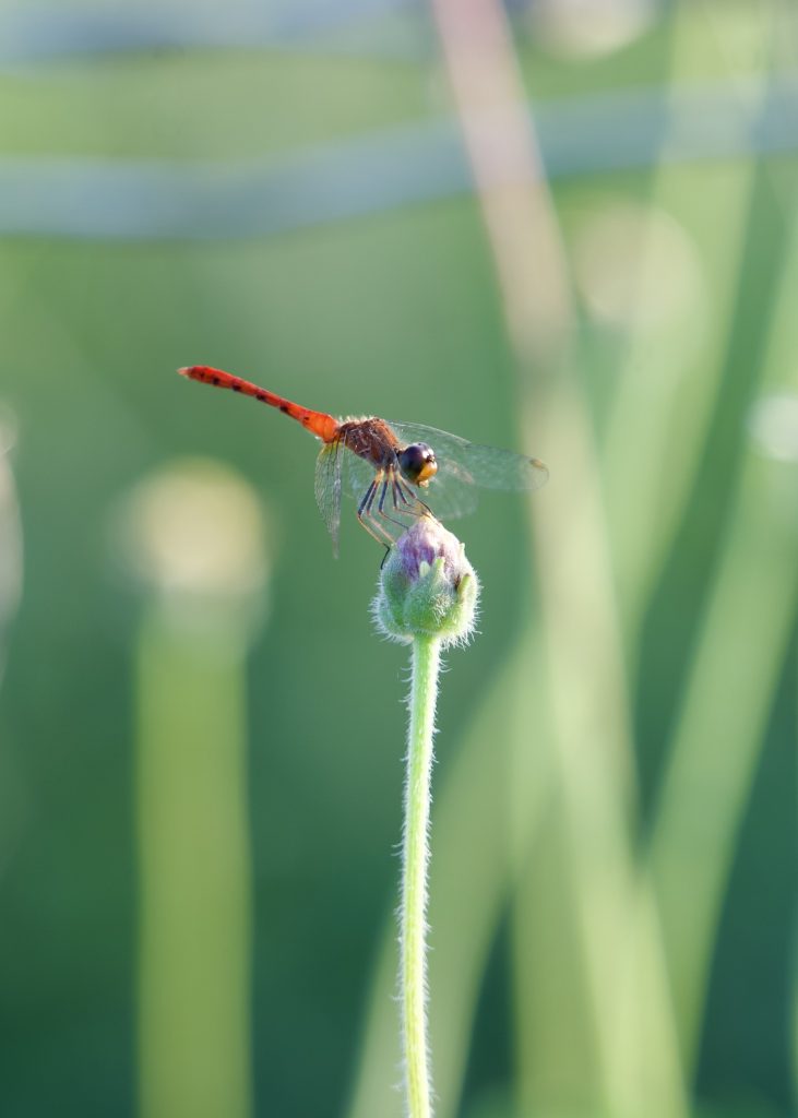 A dragonfly rests on a flower in bloom