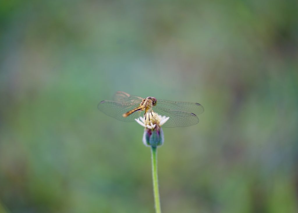 a dragonfly resting on top of a flower