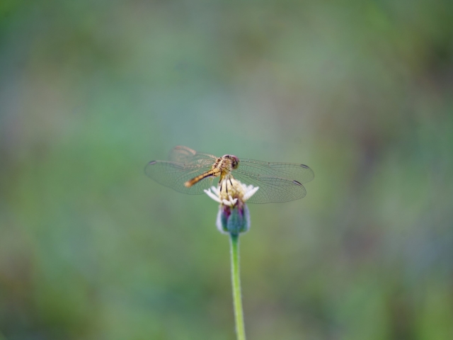 a dragonfly resting on top of a flower