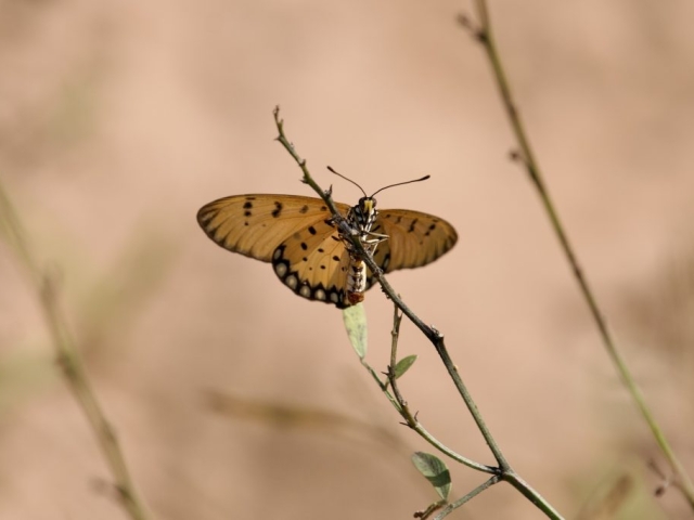 a butterfly perched on a stem