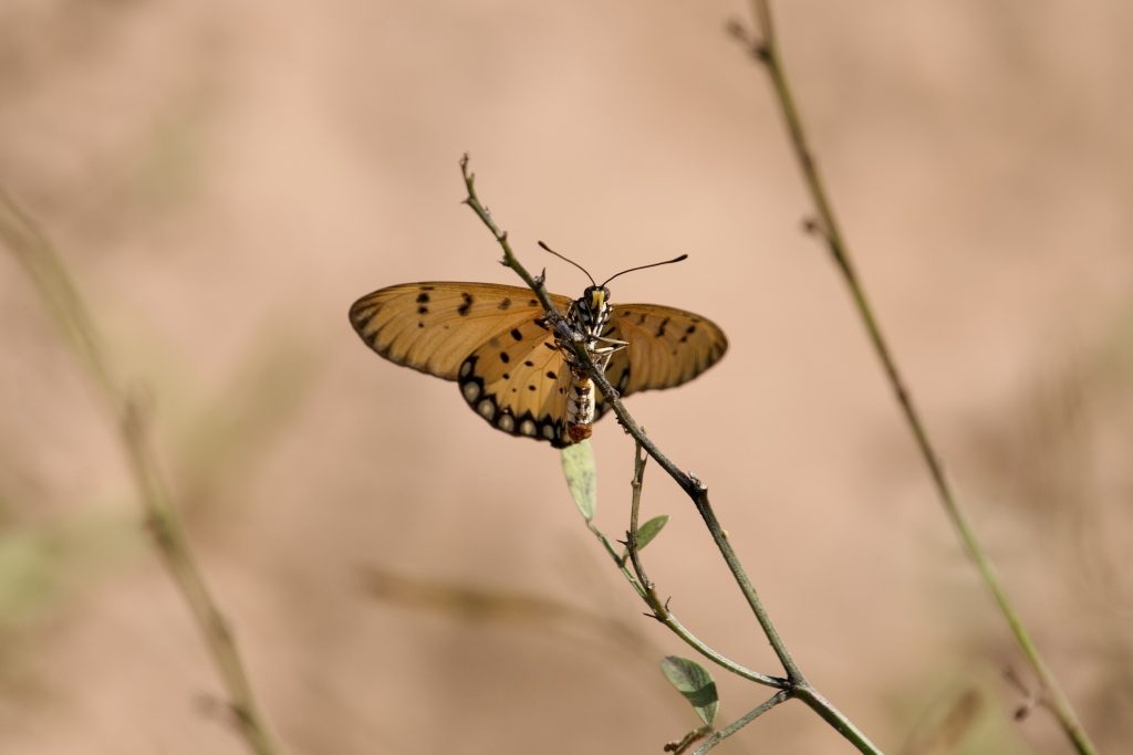 a butterfly perched on a stem