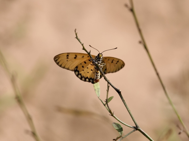 a butterfly perched on a stem