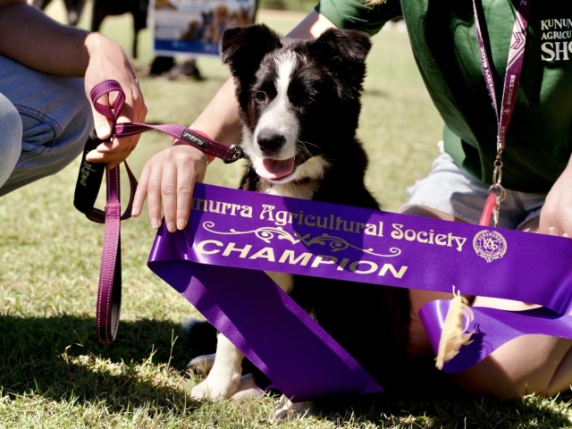 A pup wins a champion ribbon at the Kununurra ag show 2026