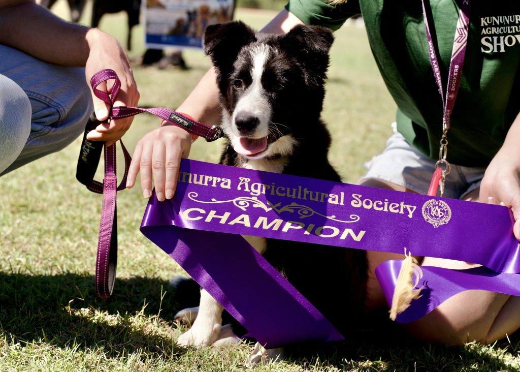 A pup wins a champion ribbon at the Kununurra ag show 2026
