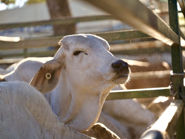 cattle at the kununurra ag show 2026
