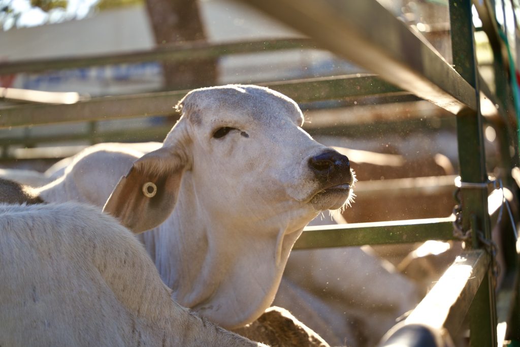 cattle at the kununurra ag show 2026