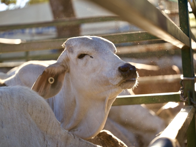 cattle at the kununurra ag show 2026