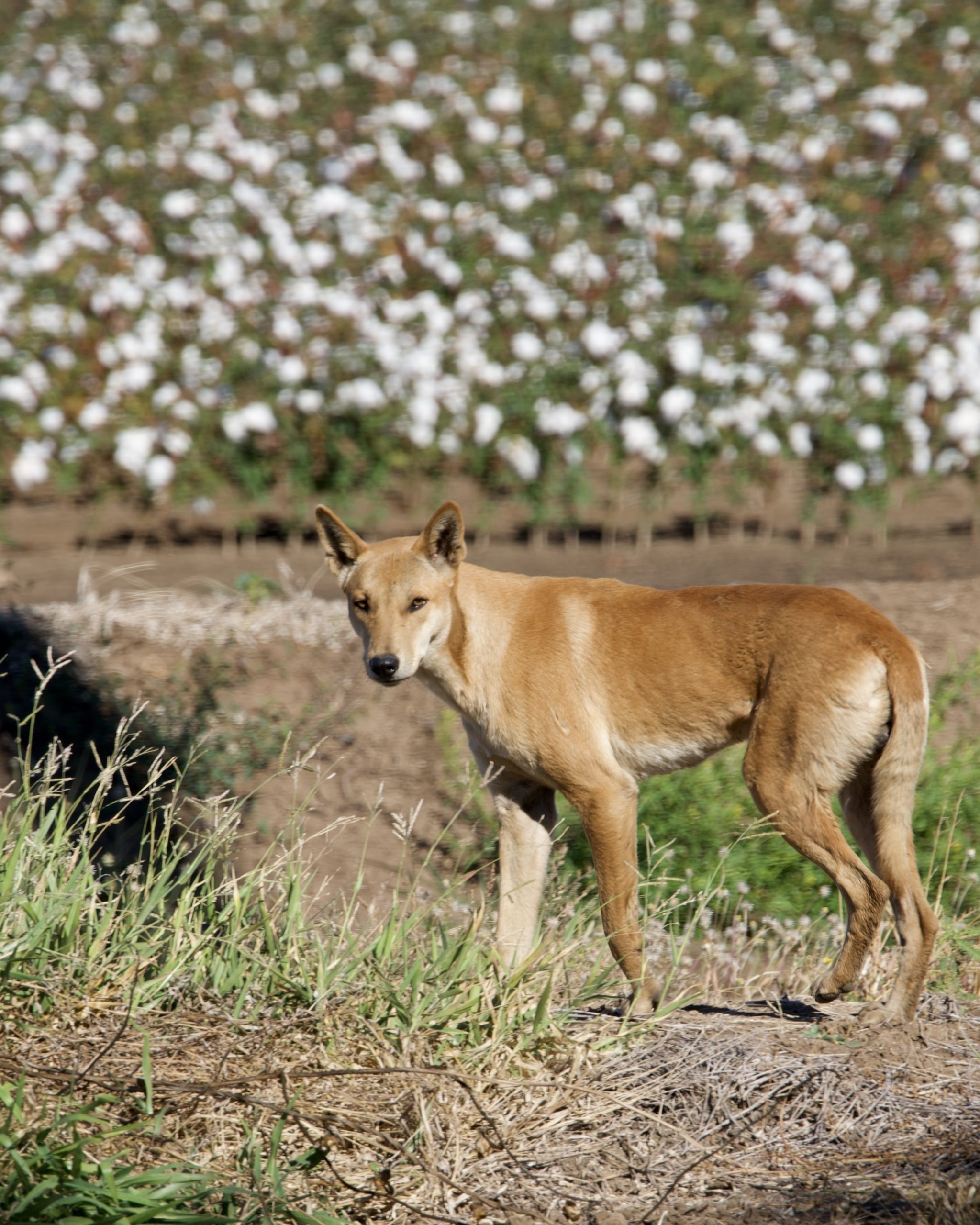 Dingo near the cotton fields