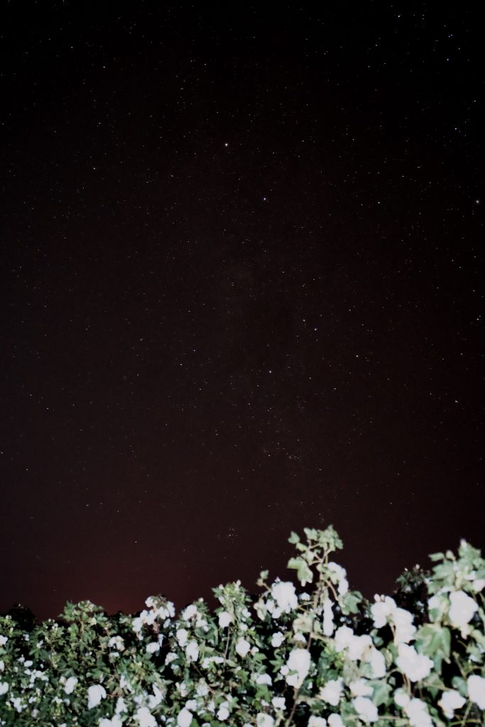 Cotton field at night with sandalwood burning creating red night sky