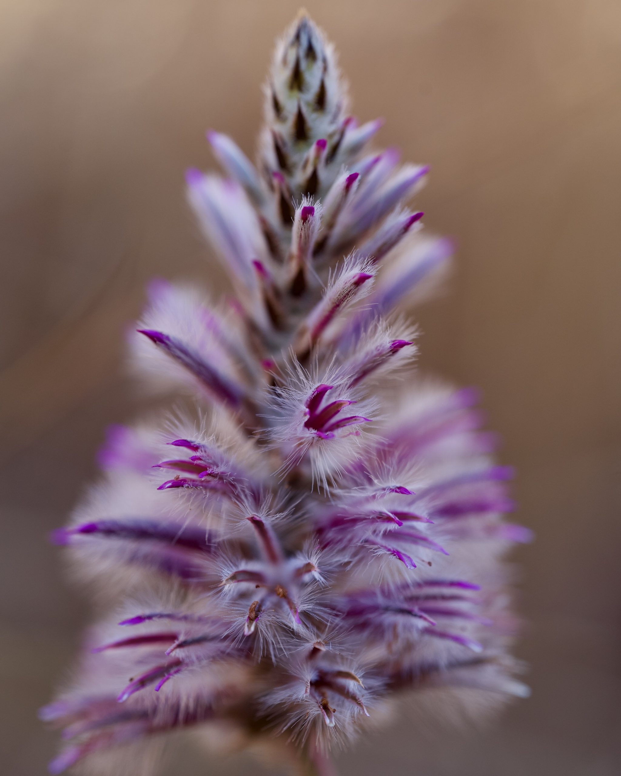 Mulla Mulla in bloom