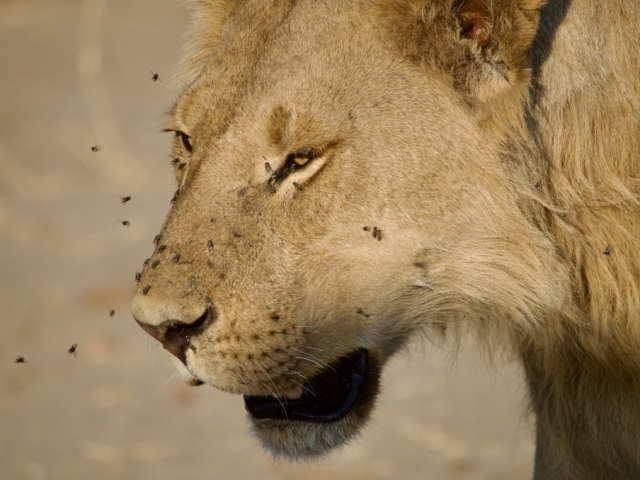 young male lion with flies