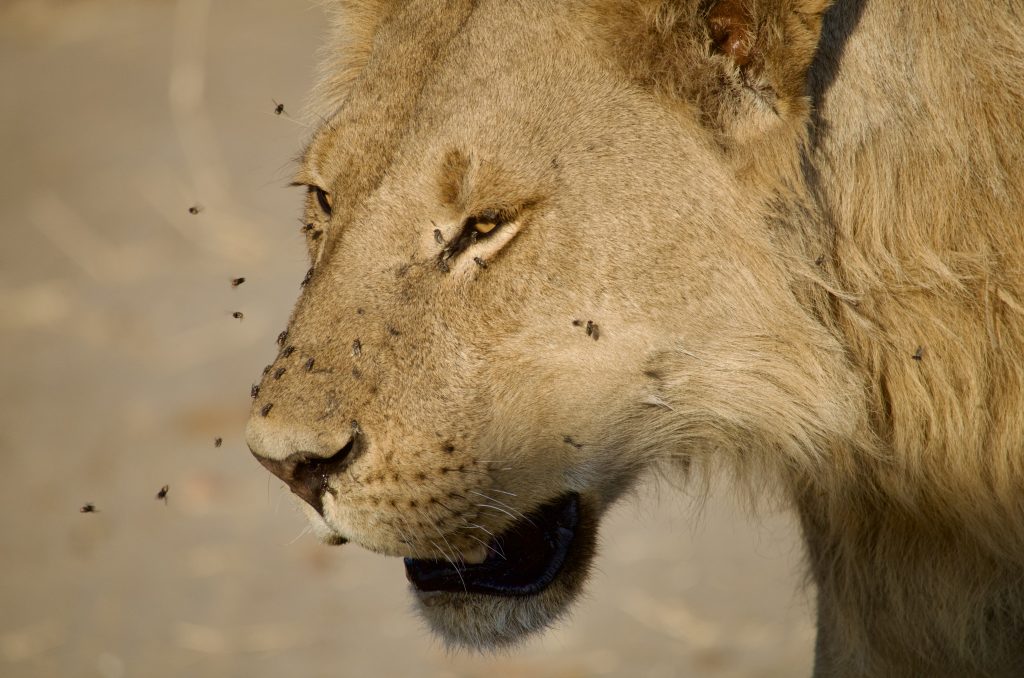 young male lion with flies