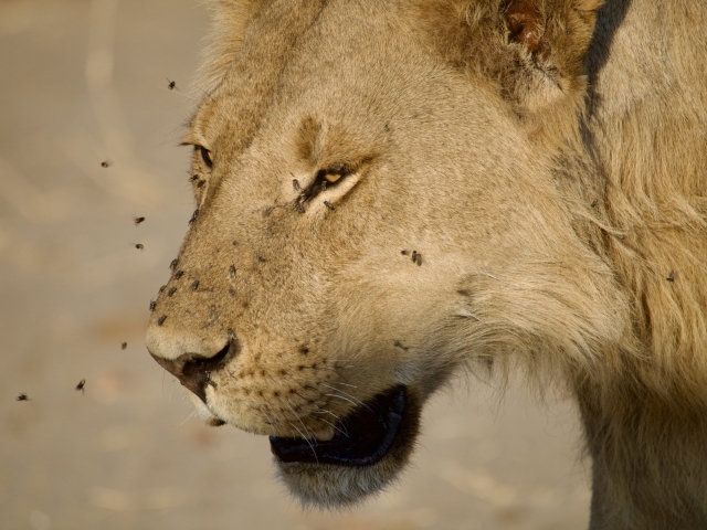 young male lion with flies
