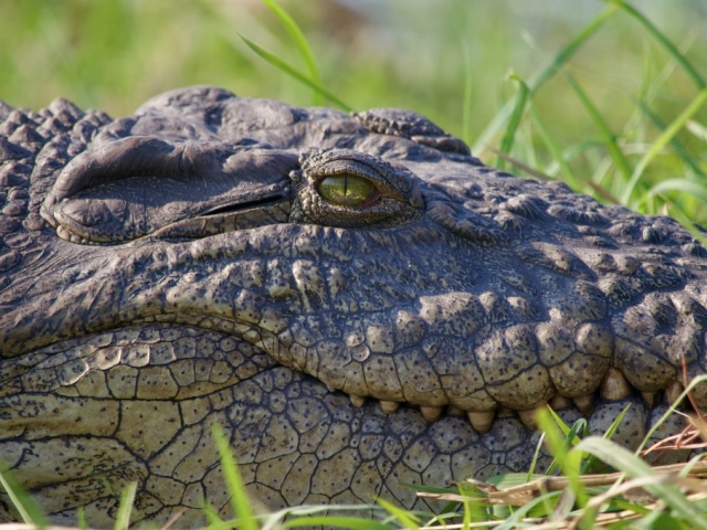 Nile crocodile in chobe botswana
