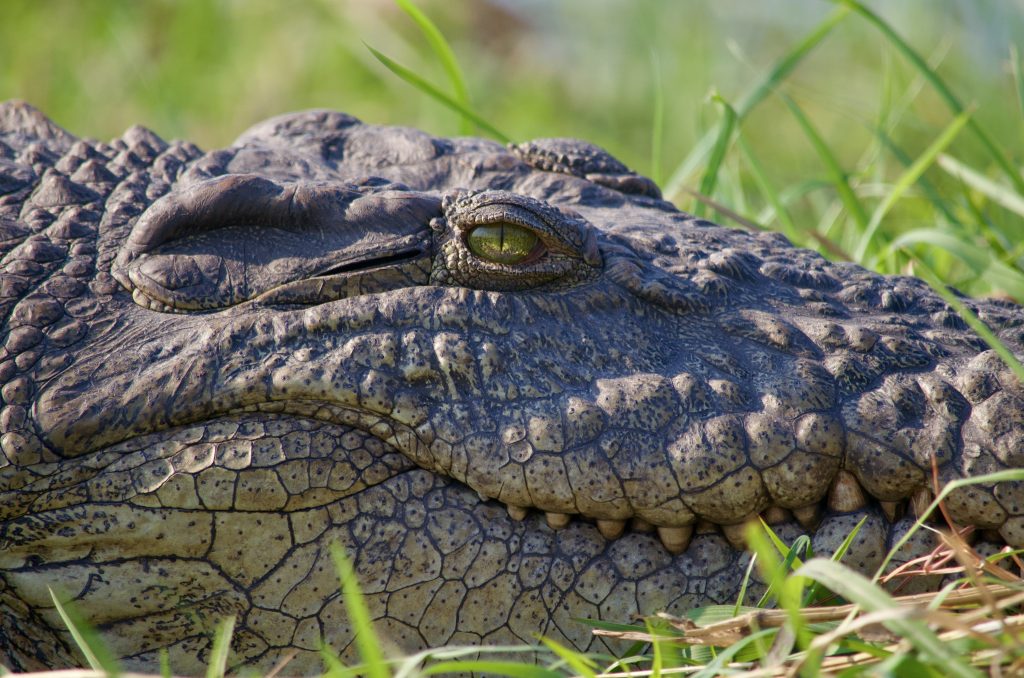 Nile crocodile in chobe botswana
