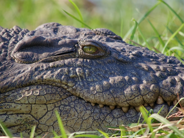 Nile crocodile in chobe botswana