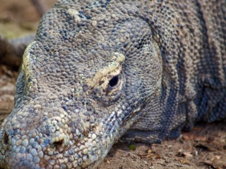 komodo dragon Indonesia