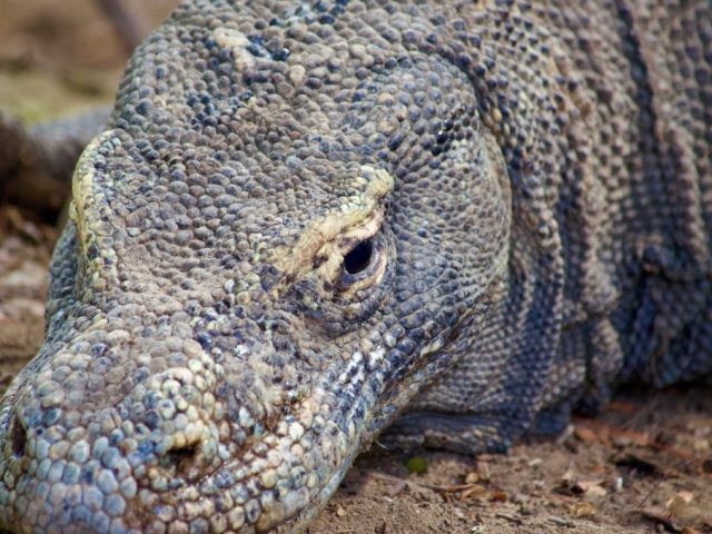 komodo dragon Indonesia
