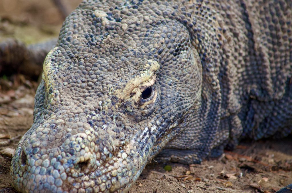 komodo dragon Indonesia