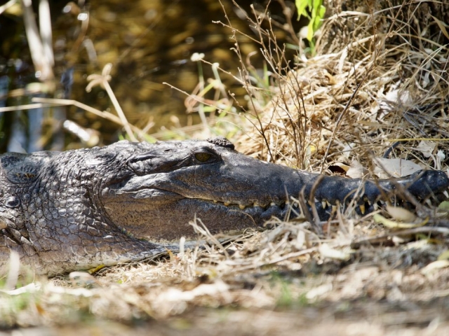 freshwater crocodile in Kununurra