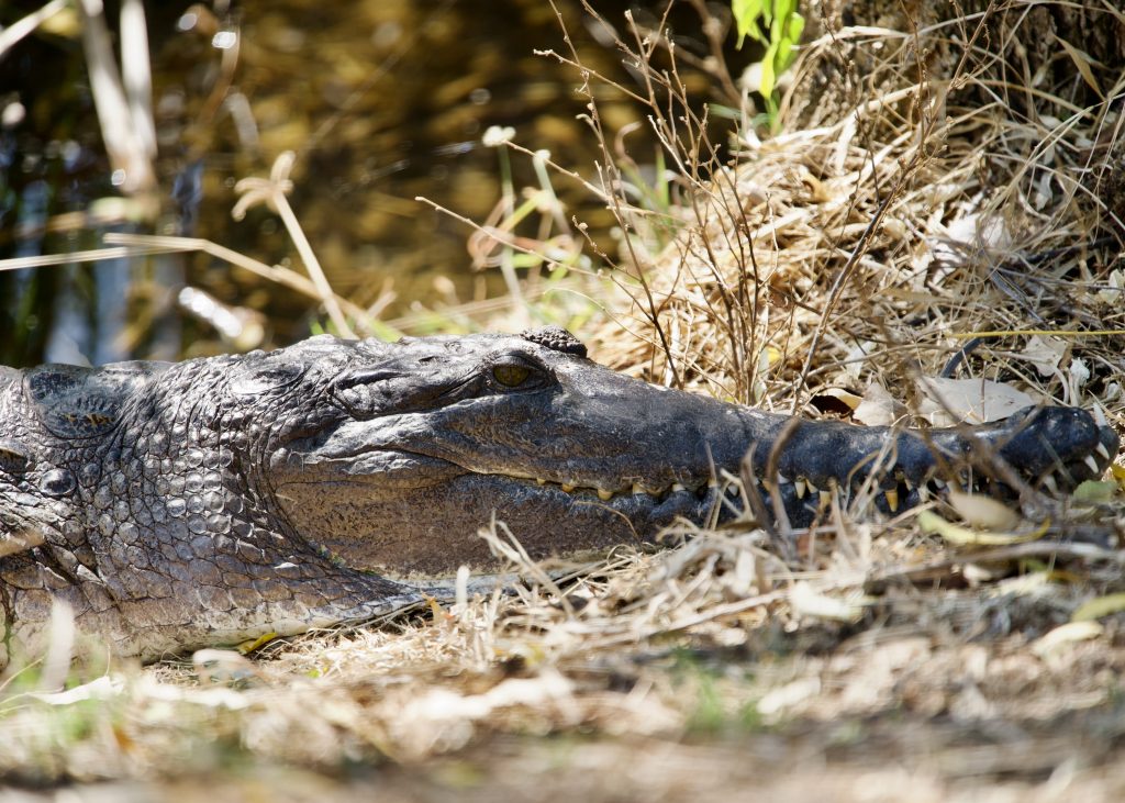 freshwater crocodile in Kununurra