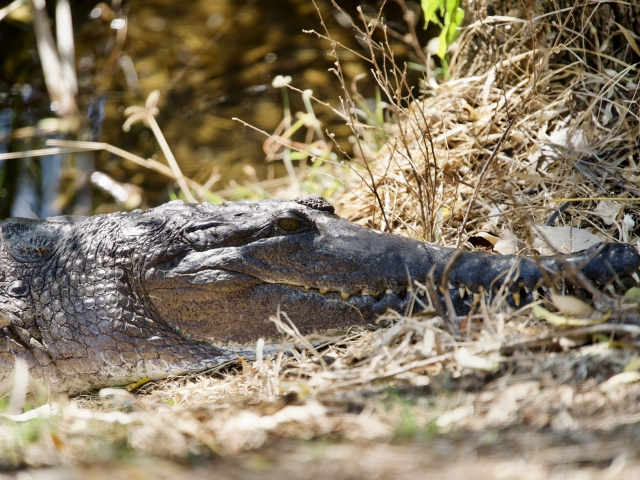 freshwater crocodile in Kununurra