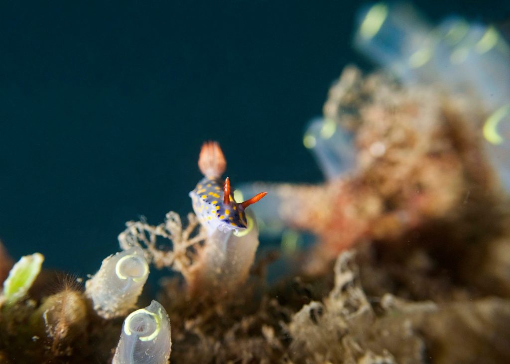 Hypselodoris roo nudibranch