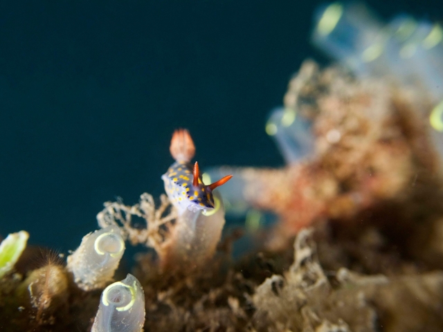Hypselodoris roo nudibranch