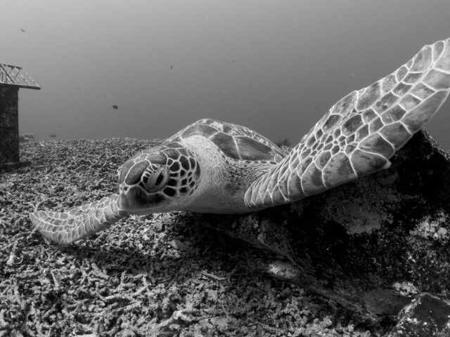 a green turtles rests at an underwater dive site in Lombok Indonsia