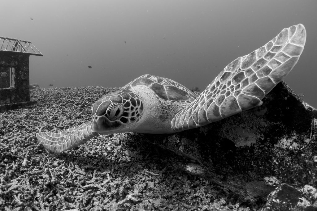 a green turtles rests at an underwater dive site in Lombok Indonsia