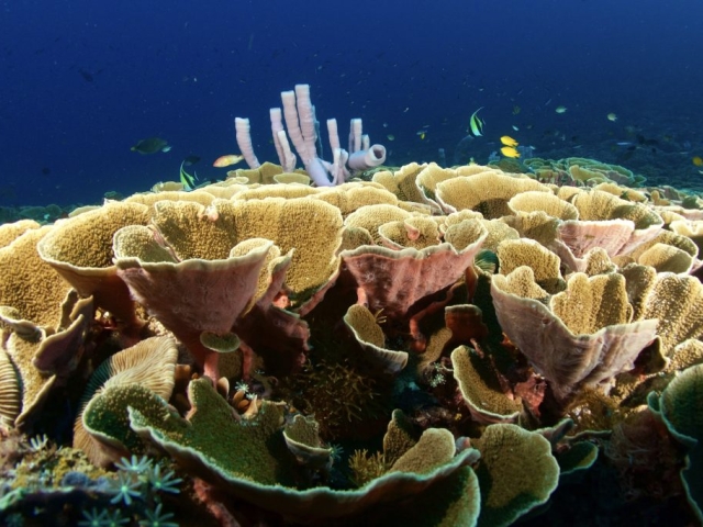 a reefscape in Lombok Indonesia