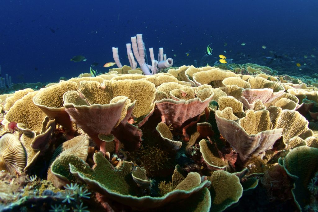 a reefscape in Lombok Indonesia
