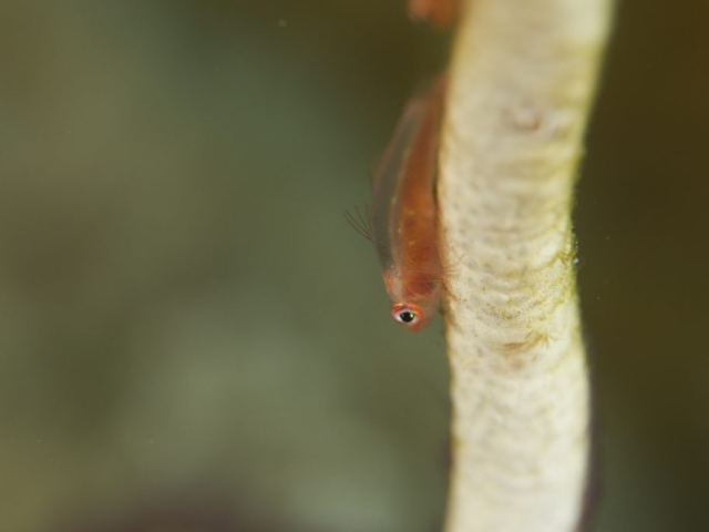 a small fish macro photography