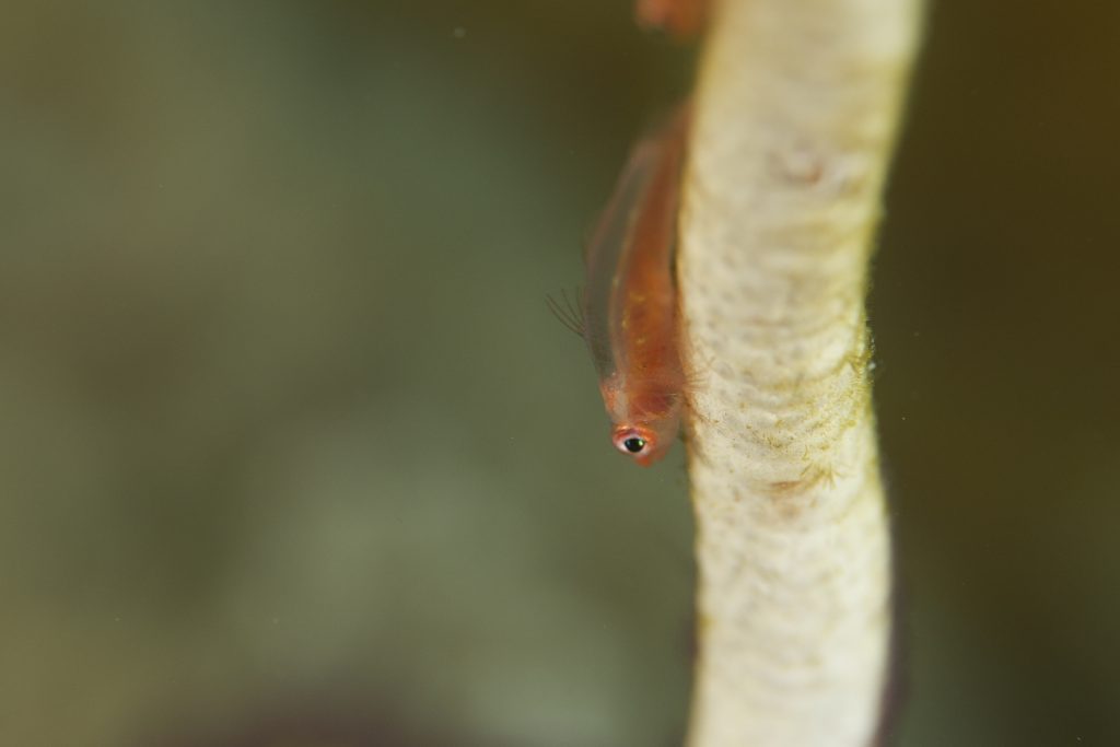 a small fish macro photography