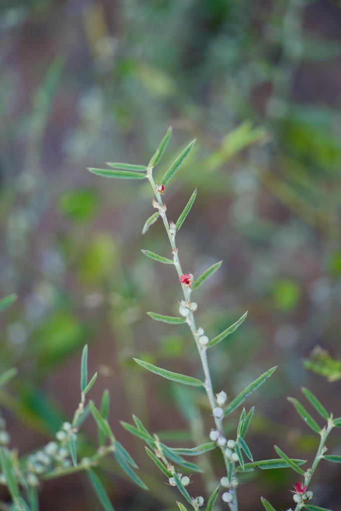 indigofera linifolia (wa native)