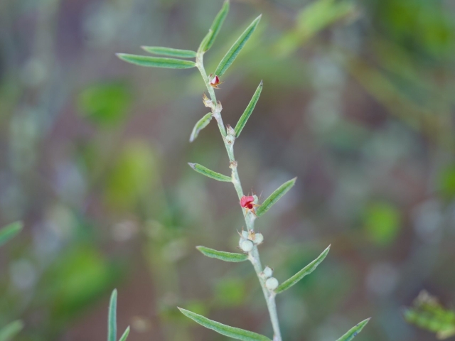 indigofera linifolia (wa native)