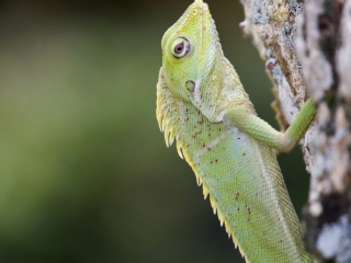 Close-up of a green Javanese lizard with prominent scales and spiked crest, clinging to a tree trunk in a natural habitat.