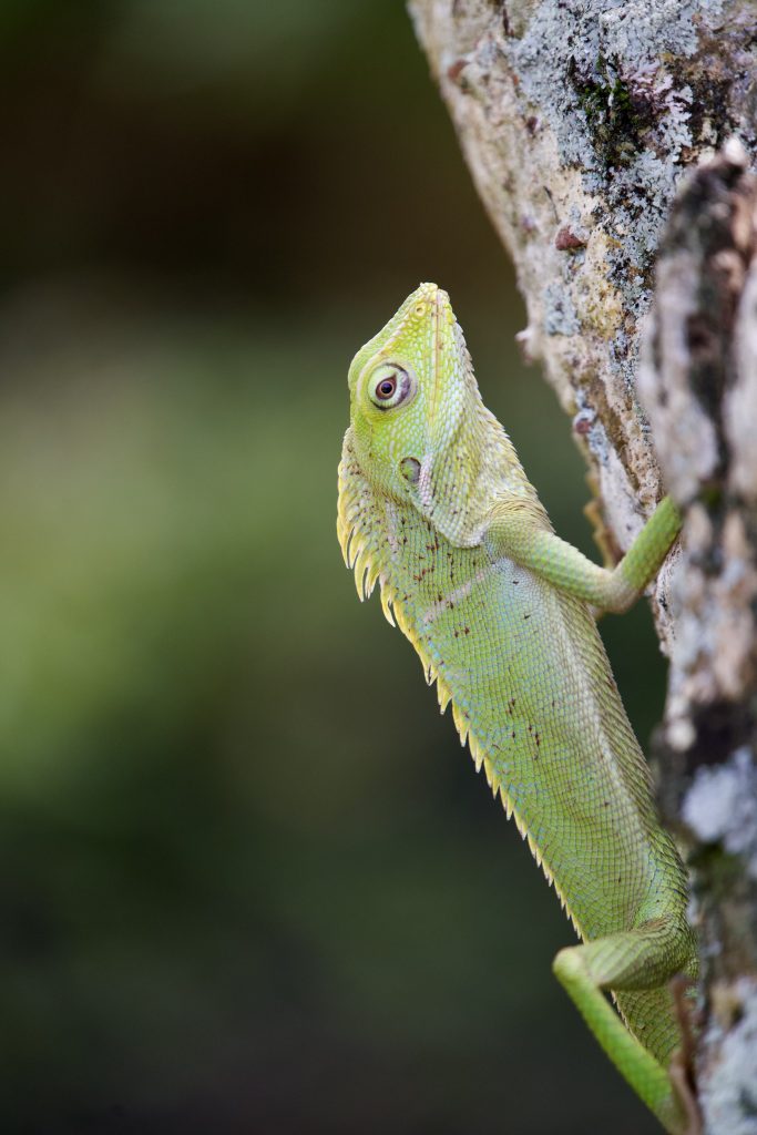 Close-up of a green Javanese lizard with prominent scales and spiked crest, clinging to a tree trunk in a natural habitat.