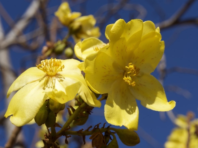 kapok bush in bloom Kununurra WA