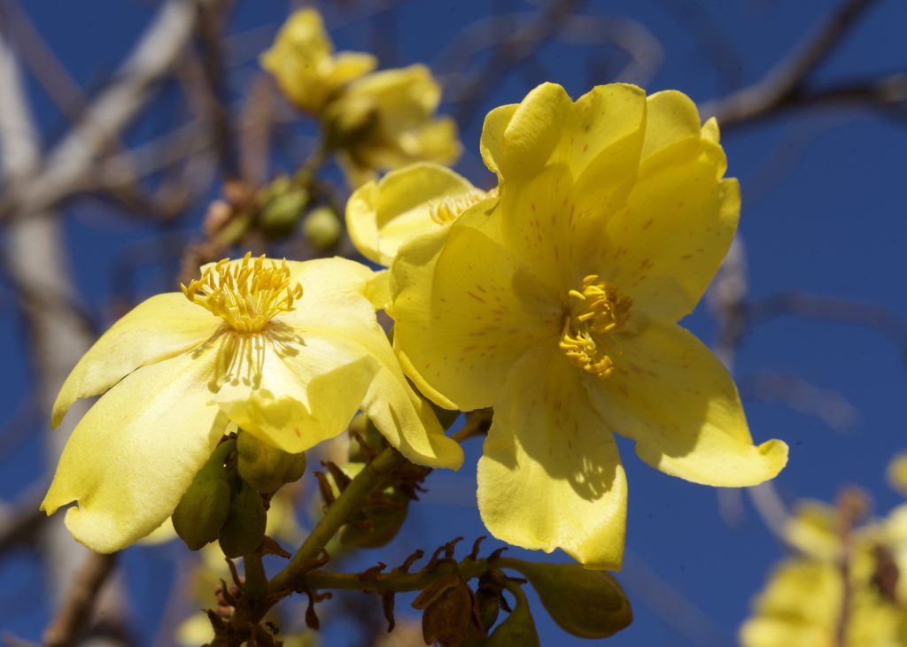 kapok bush in bloom Kununurra WA