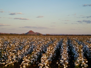 kununurra cotton fields