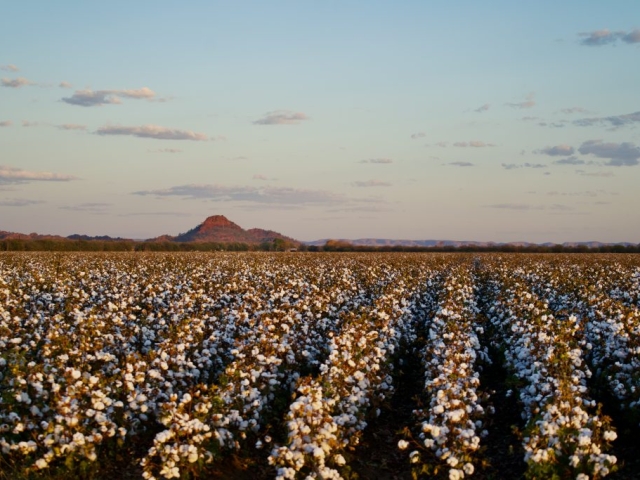 kununurra cotton fields