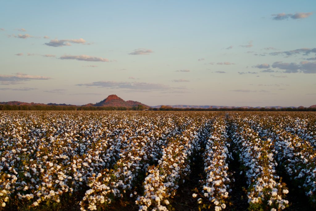 kununurra cotton fields