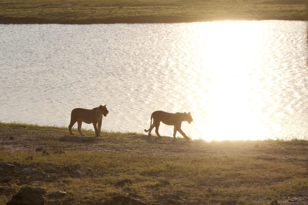 lions on the chobe at sunrise