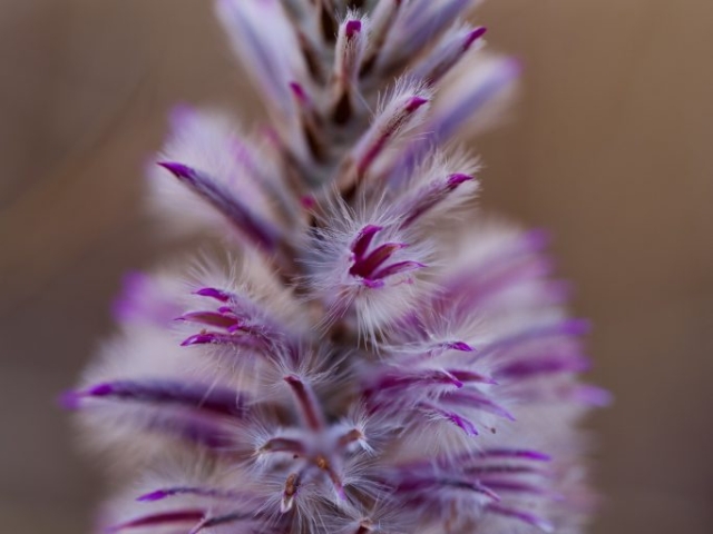 mulla mulla in bloom in Kununurra WA