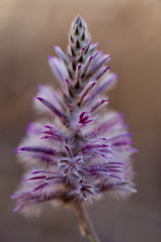 mulla mulla in bloom in Kununurra WA